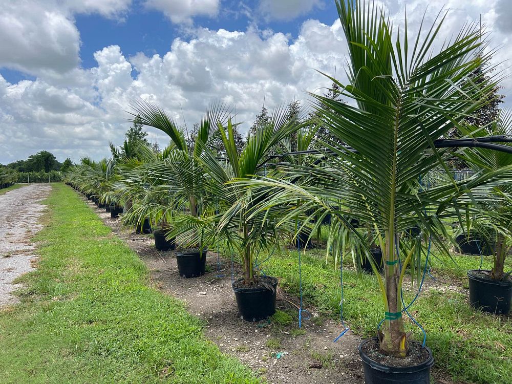cocos-nucifera-green-malayan-coconut-palm