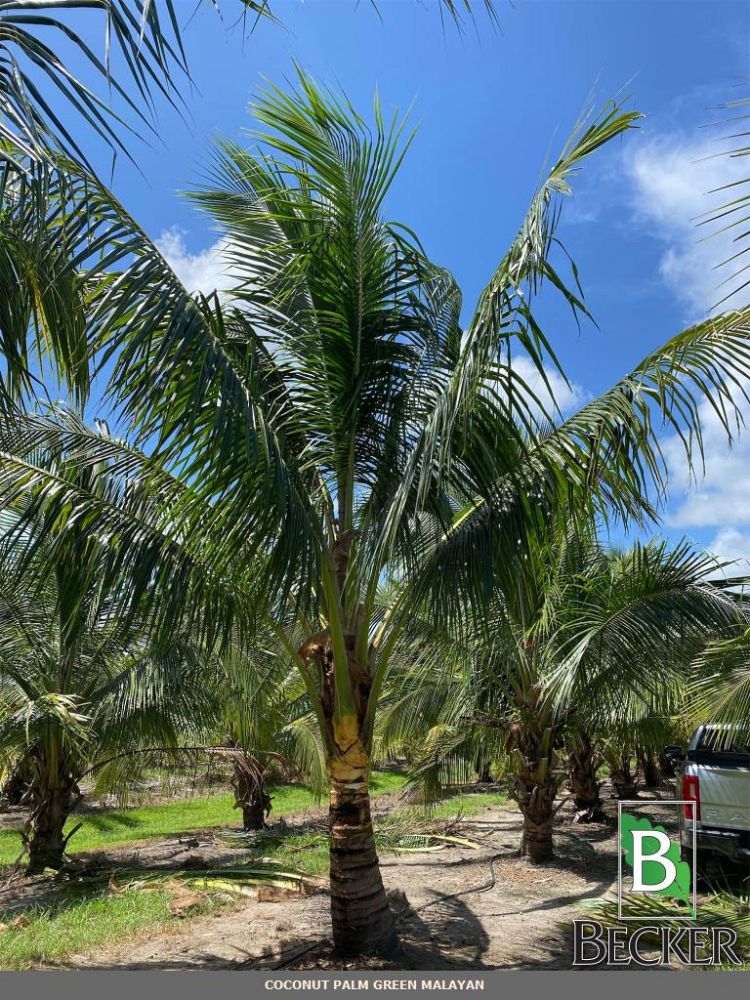 cocos-nucifera-green-malayan-coconut-palm