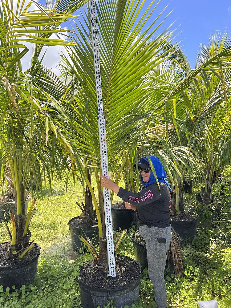 cocos-nucifera-green-malayan-coconut-palm