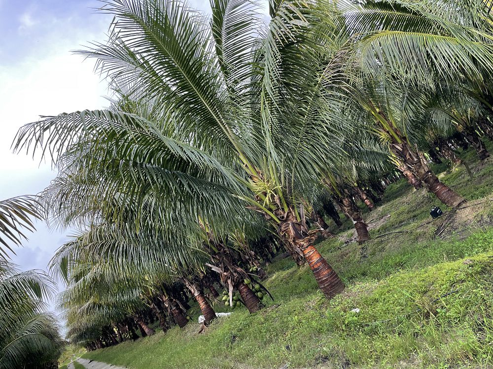 cocos-nucifera-green-malayan-coconut-palm