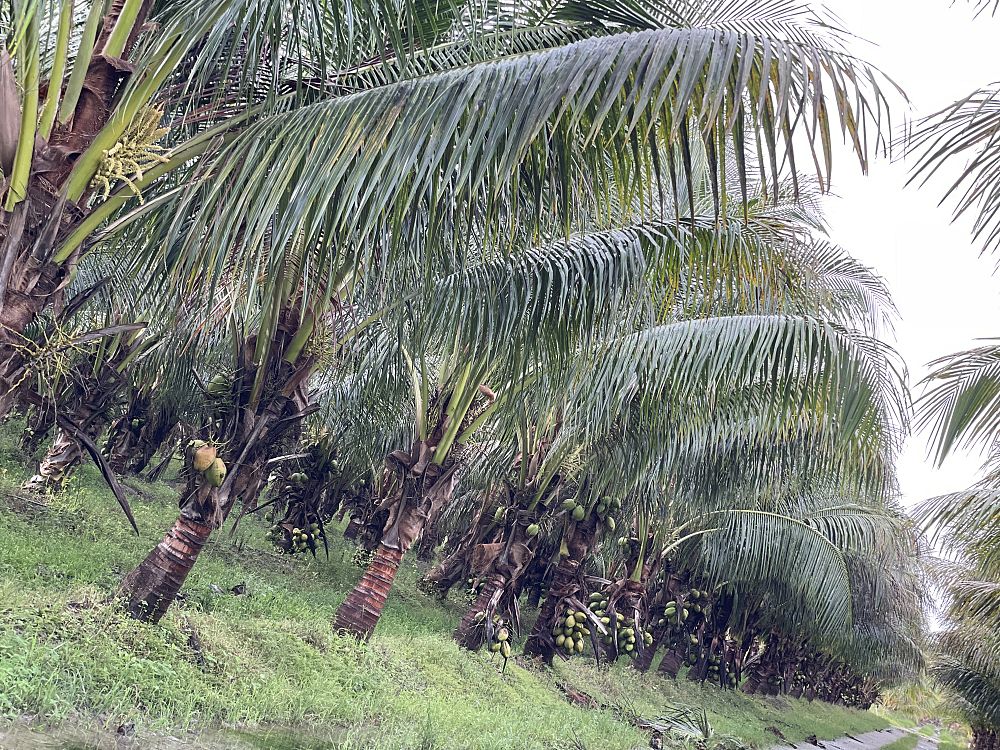 cocos-nucifera-green-malayan-coconut-palm