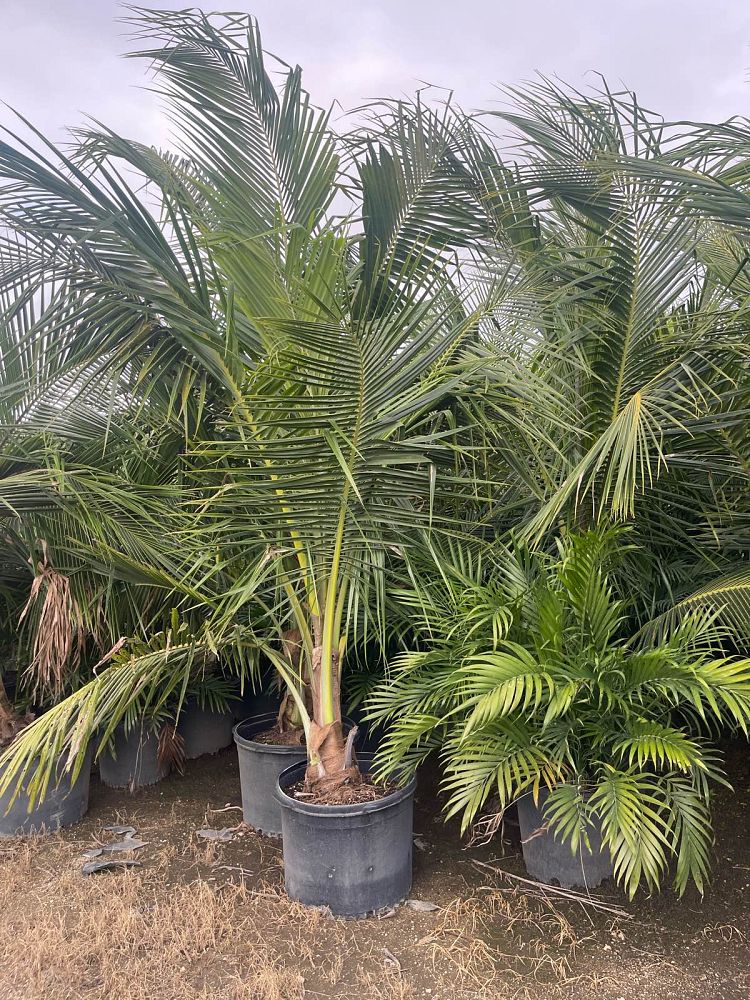 cocos-nucifera-green-malayan-coconut-palm