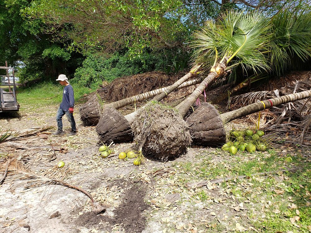 cocos-nucifera-green-malayan-coconut-palm