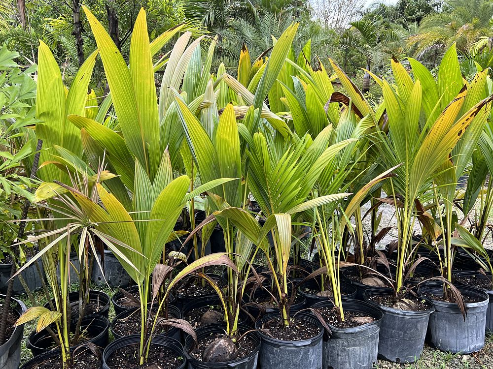 cocos-nucifera-green-malayan-coconut-palm