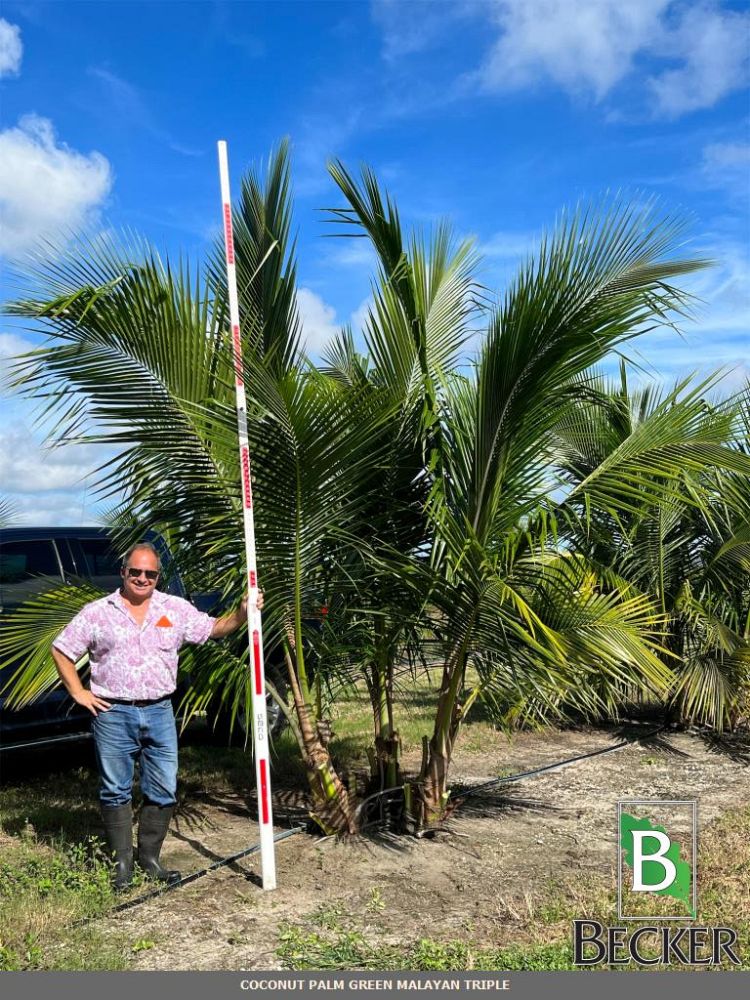 cocos-nucifera-green-malayan-coconut-palm