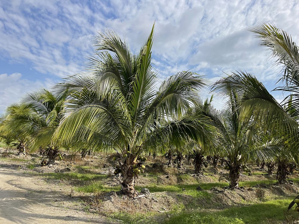 cocos-nucifera-green-malayan-coconut-palm
