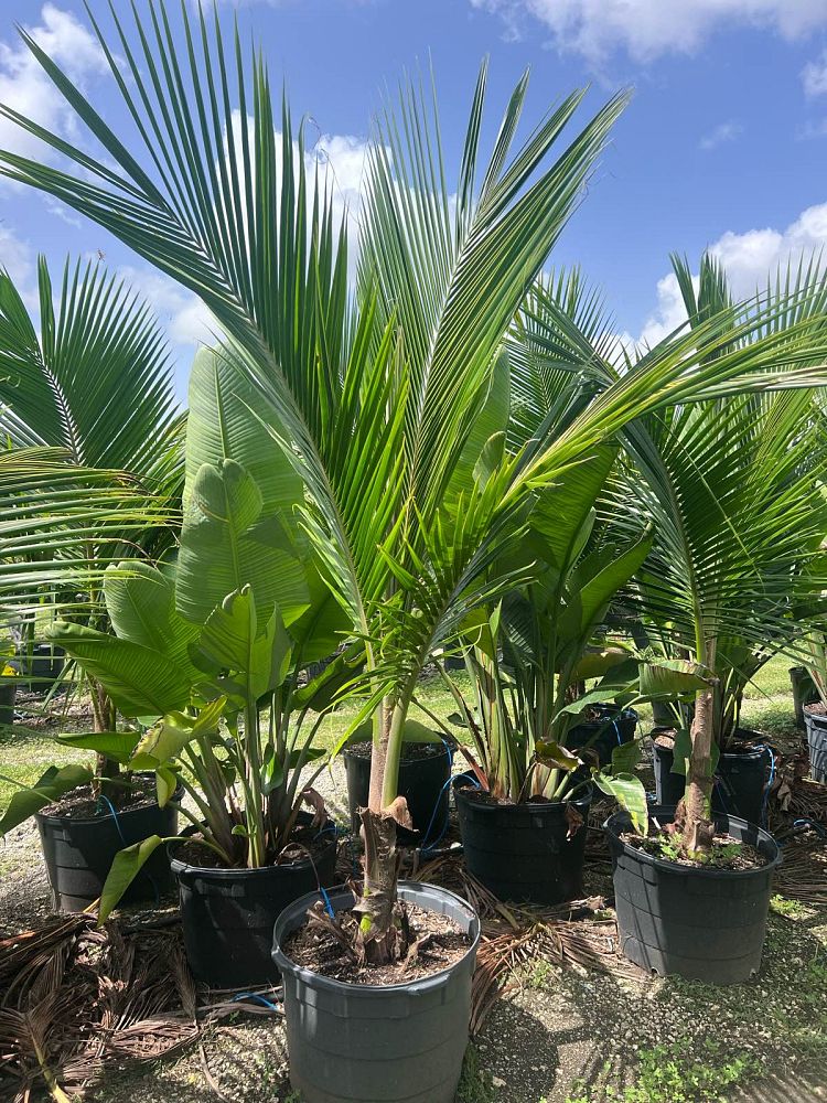 cocos-nucifera-green-malayan-coconut-palm