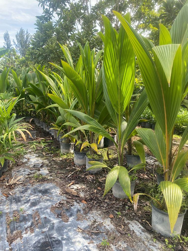 cocos-nucifera-green-malayan-coconut-palm