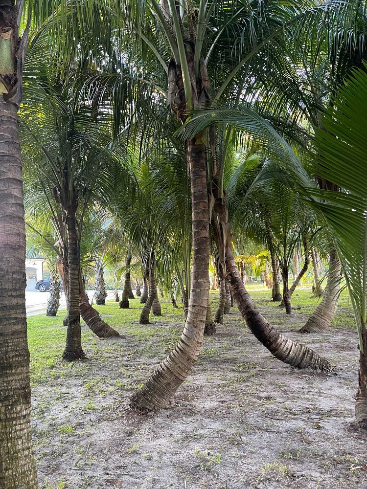 cocos-nucifera-green-malayan-coconut-palm