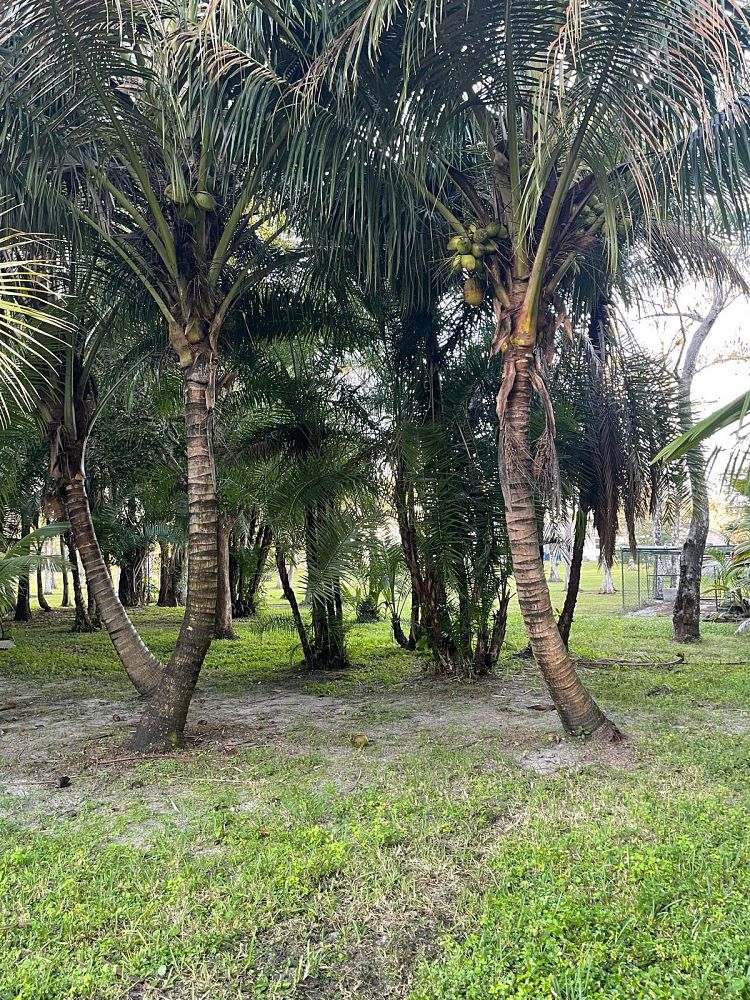 cocos-nucifera-green-malayan-coconut-palm
