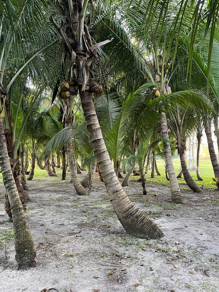 cocos-nucifera-green-malayan-coconut-palm