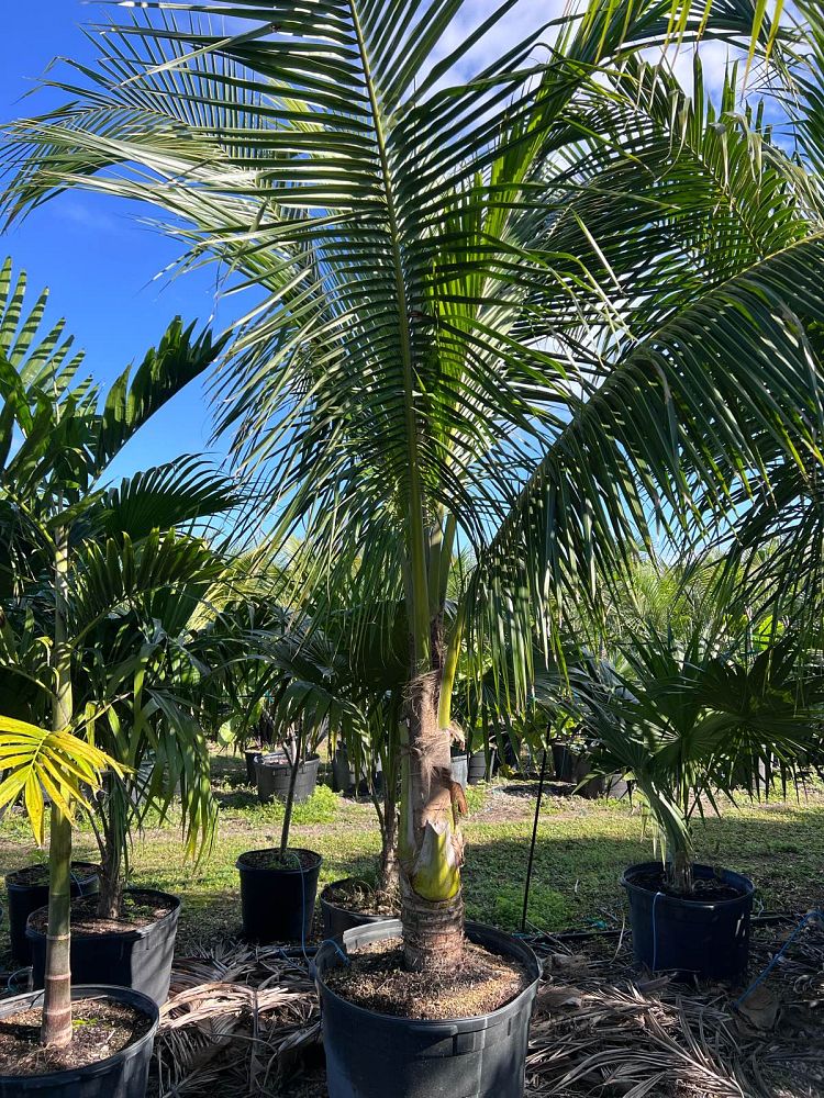 cocos-nucifera-green-malayan-coconut-palm