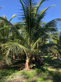 cocos-nucifera-green-malayan-coconut-palm