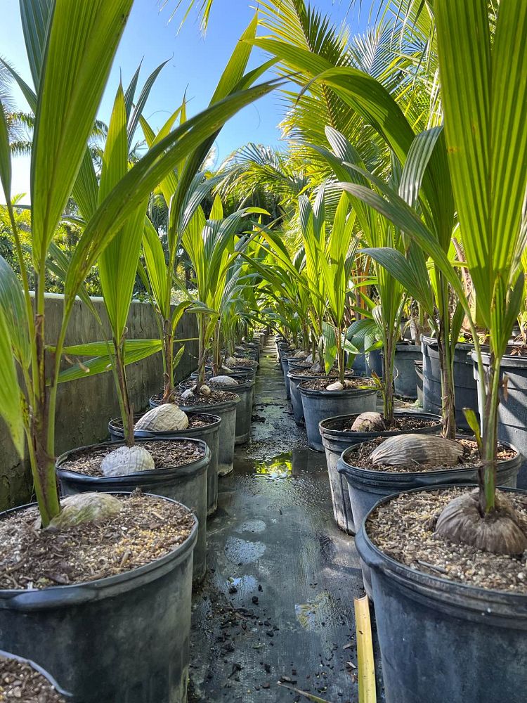 cocos-nucifera-green-malayan-coconut-palm