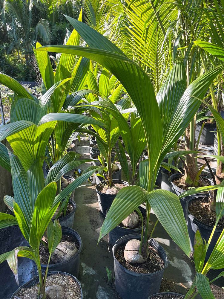 cocos-nucifera-green-malayan-coconut-palm