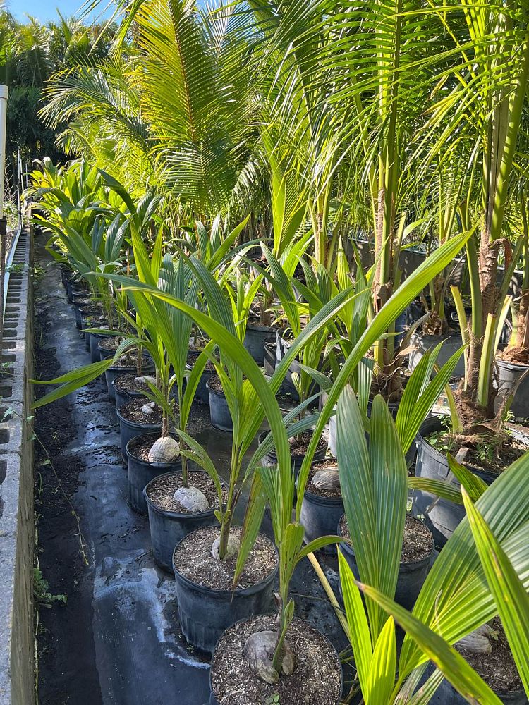 cocos-nucifera-green-malayan-coconut-palm