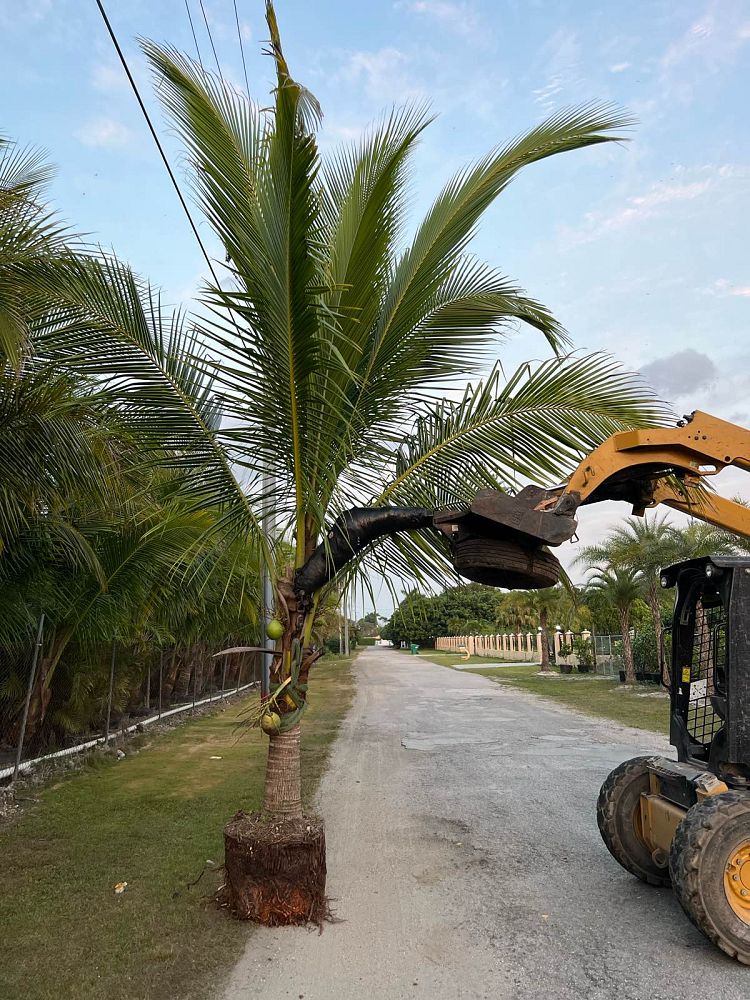cocos-nucifera-green-malayan-coconut-palm