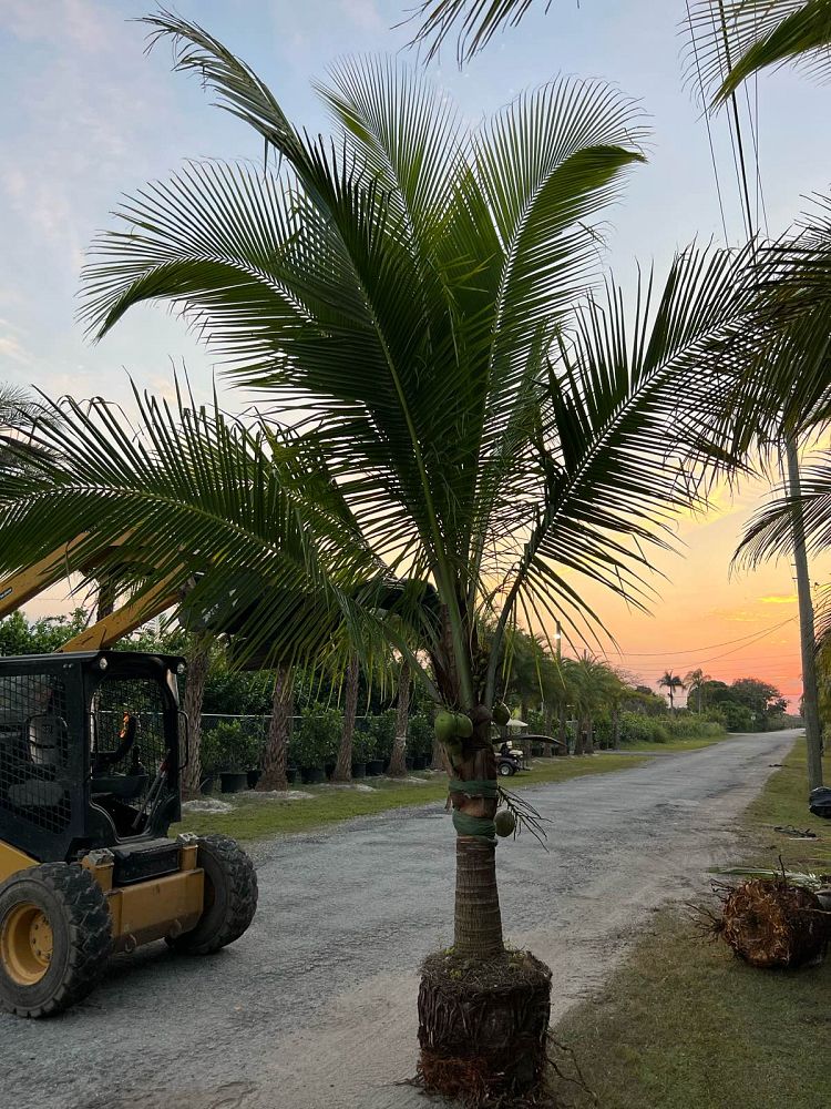 cocos-nucifera-green-malayan-coconut-palm