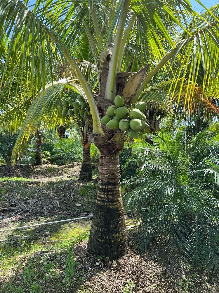 cocos-nucifera-green-malayan-coconut-palm