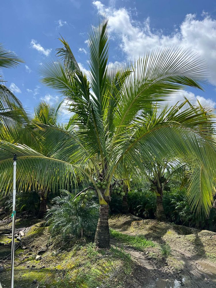cocos-nucifera-green-malayan-coconut-palm