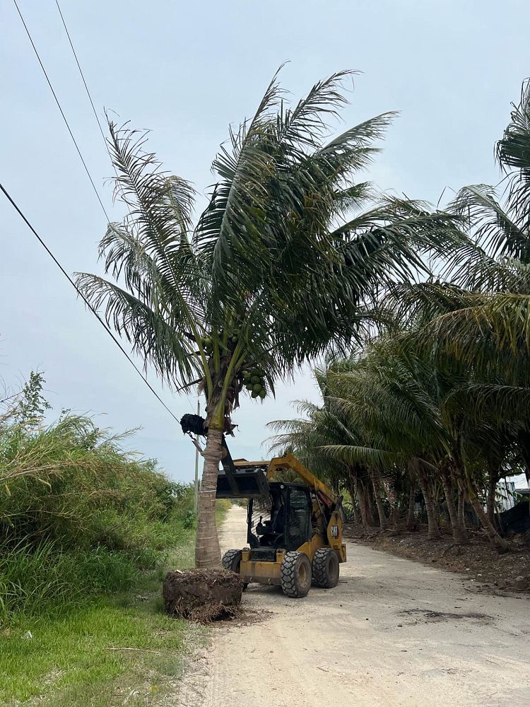 cocos-nucifera-green-malayan-coconut-palm