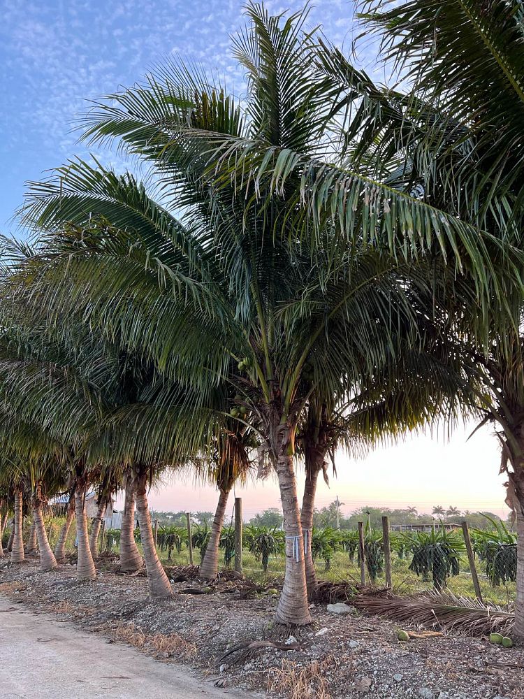 cocos-nucifera-green-malayan-coconut-palm