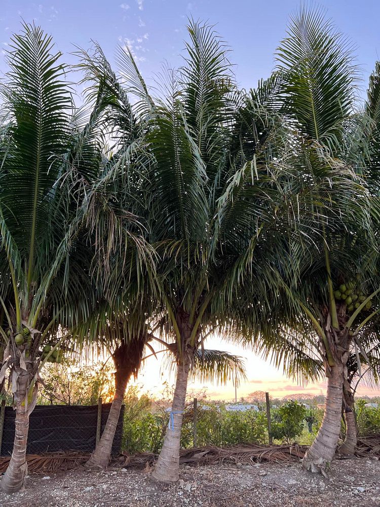 cocos-nucifera-green-malayan-coconut-palm