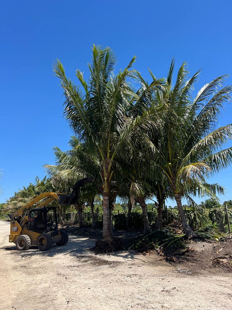 cocos-nucifera-green-malayan-coconut-palm