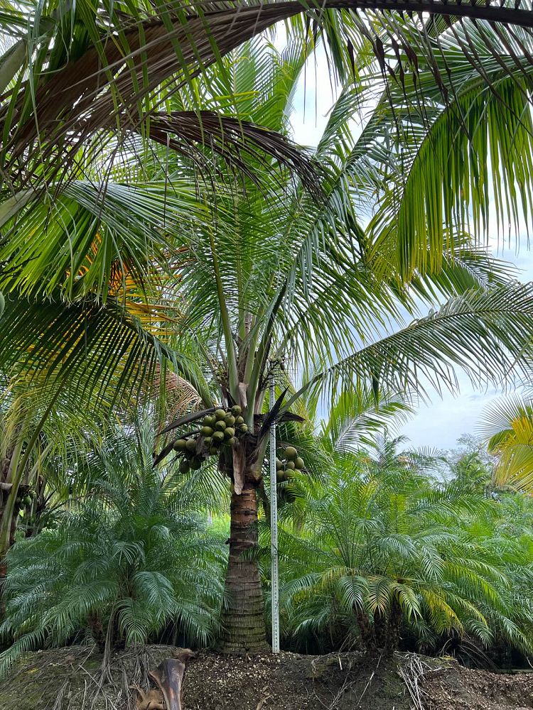 cocos-nucifera-green-malayan-coconut-palm