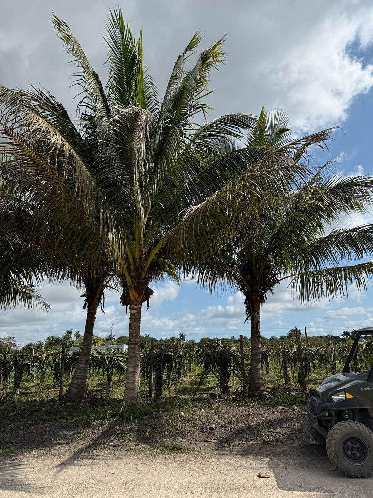 cocos-nucifera-green-malayan-coconut-palm