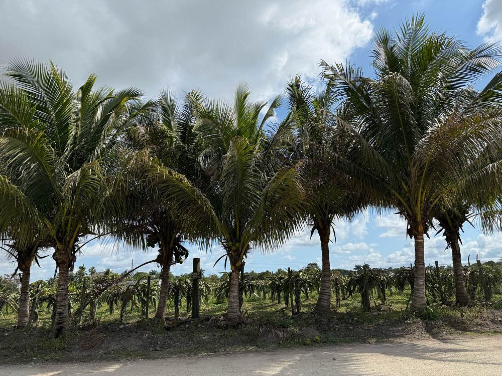 cocos-nucifera-green-malayan-coconut-palm
