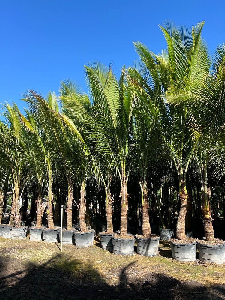cocos-nucifera-green-malayan-coconut-palm