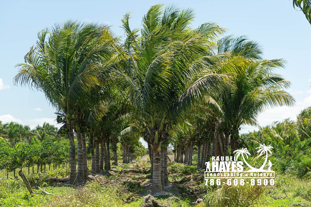 cocos-nucifera-green-malayan-coconut-palm