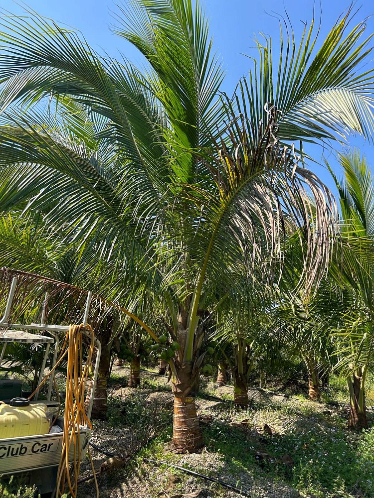 cocos-nucifera-green-malayan-coconut-palm