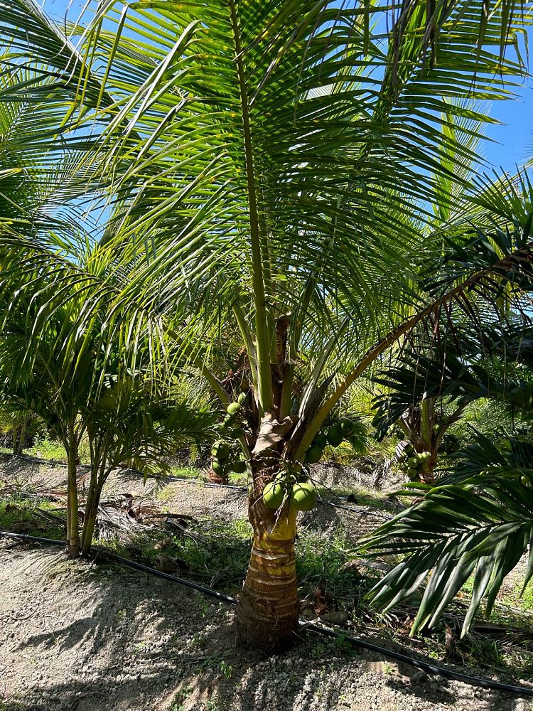 cocos-nucifera-green-malayan-coconut-palm