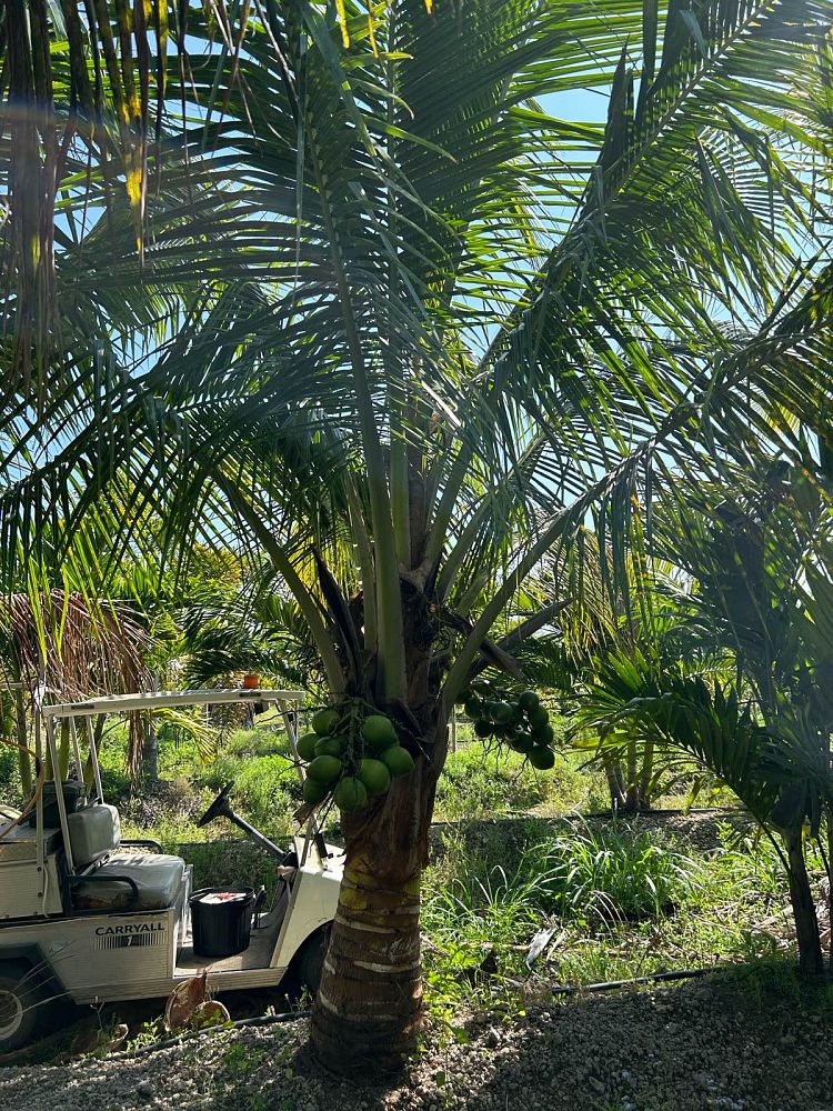 cocos-nucifera-green-malayan-coconut-palm