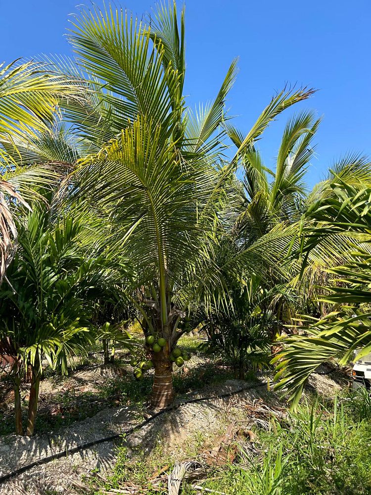cocos-nucifera-green-malayan-coconut-palm