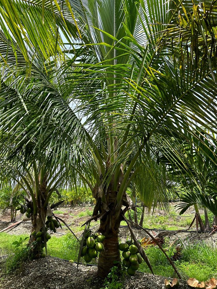 cocos-nucifera-green-malayan-coconut-palm