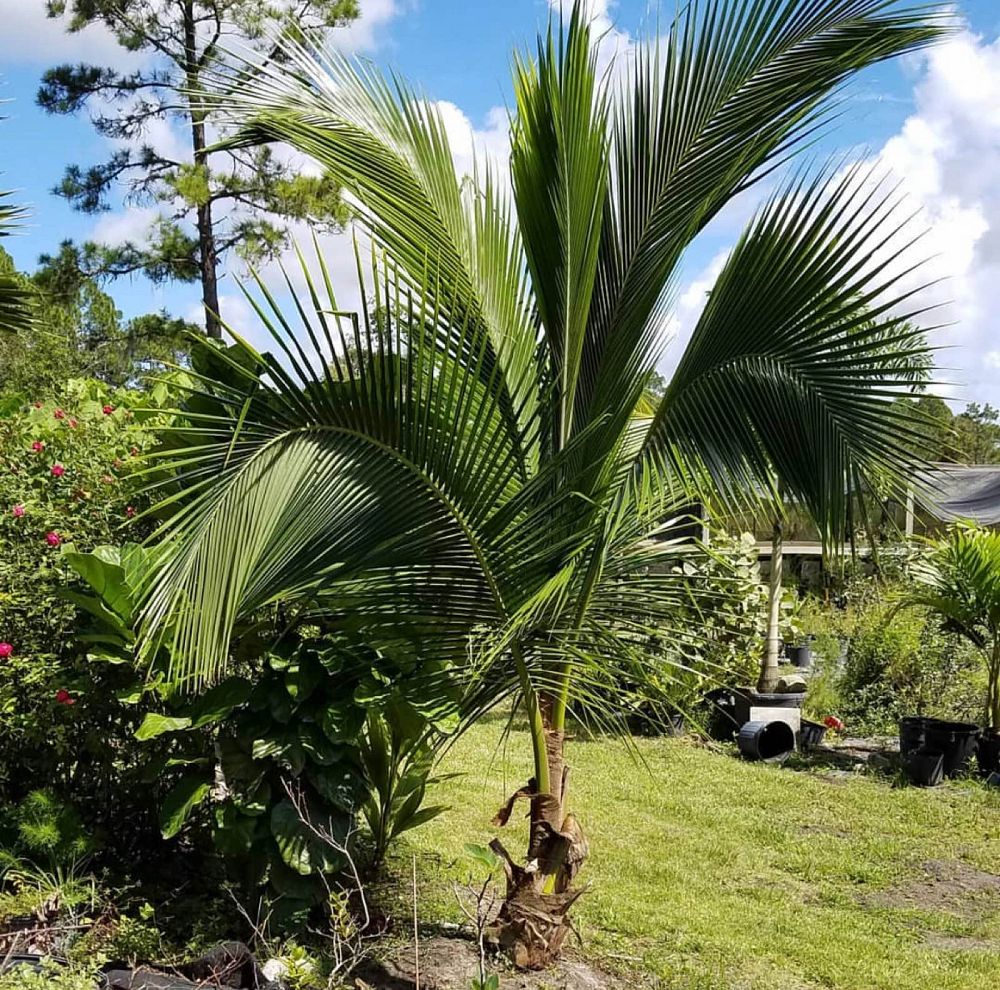 cocos-nucifera-green-malayan-coconut-palm