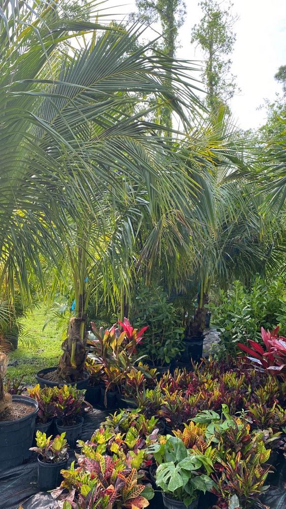 cocos-nucifera-green-malayan-coconut-palm