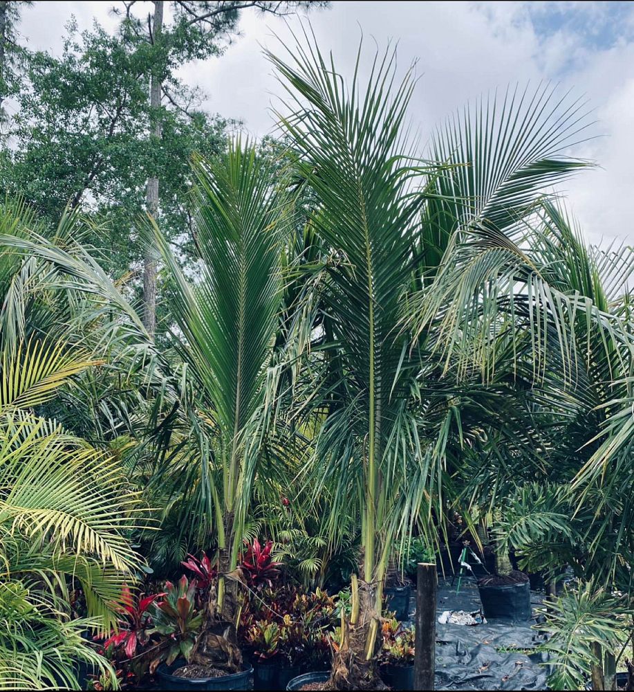 cocos-nucifera-green-malayan-coconut-palm