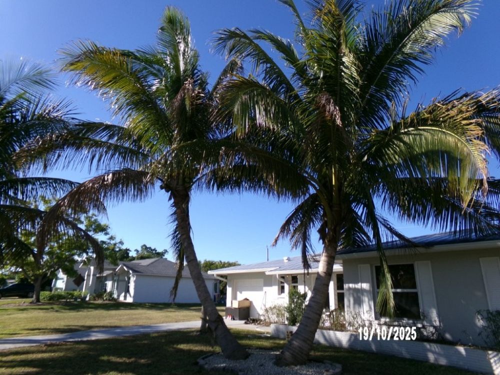 cocos-nucifera-green-malayan-coconut-palm