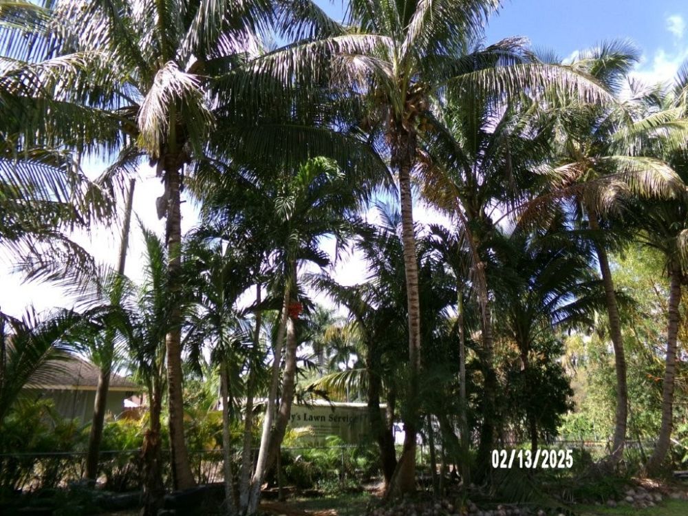 cocos-nucifera-green-malayan-coconut-palm