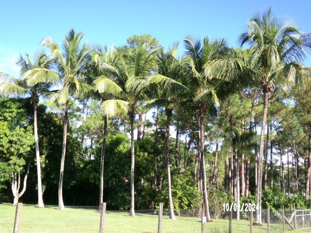 cocos-nucifera-green-malayan-coconut-palm