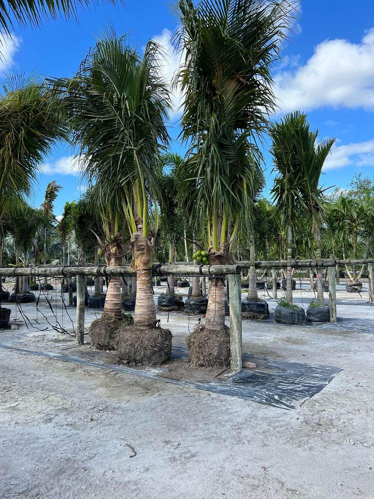 cocos-nucifera-green-malayan-coconut-palm