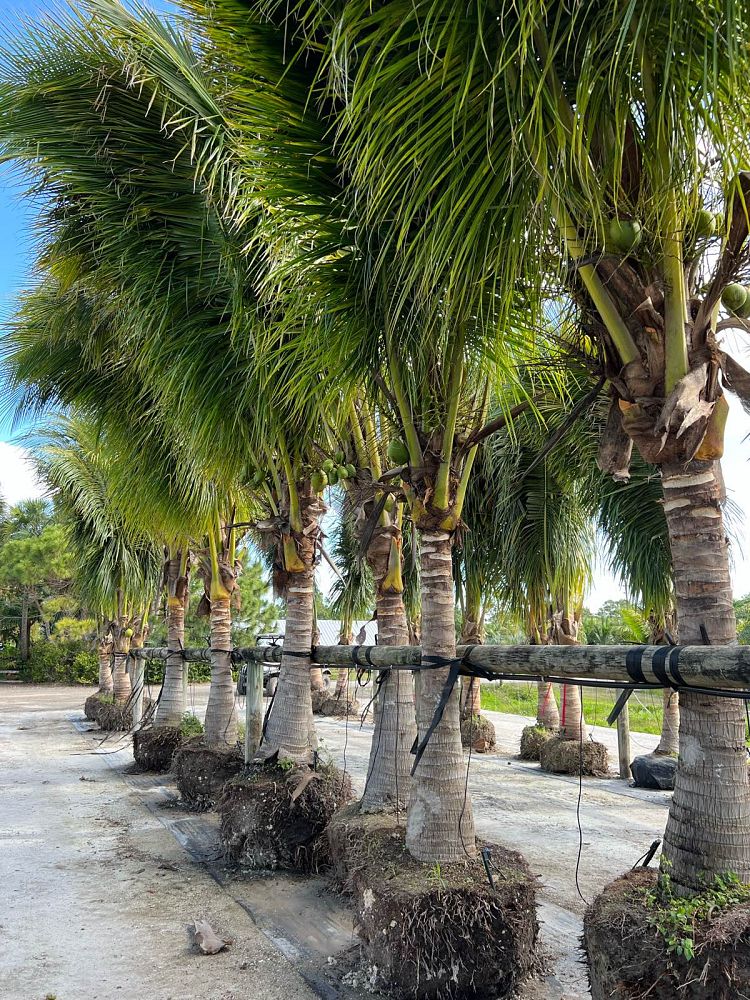 cocos-nucifera-green-malayan-coconut-palm