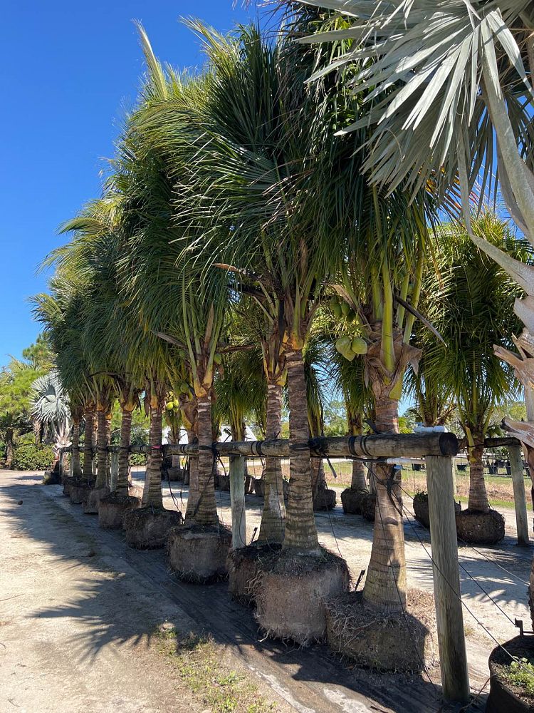 cocos-nucifera-green-malayan-coconut-palm