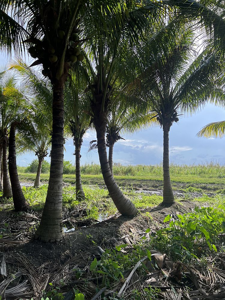 cocos-nucifera-green-malayan-coconut-palm