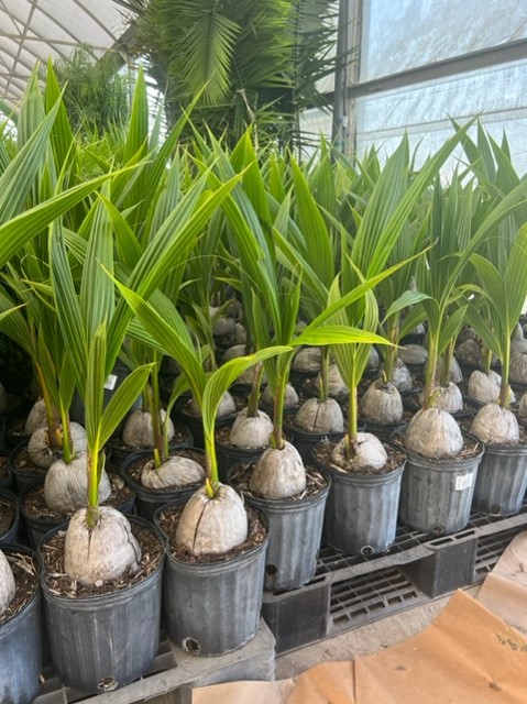 cocos-nucifera-green-malayan-coconut-palm