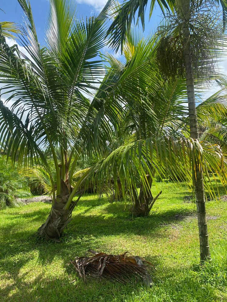 cocos-nucifera-green-malayan-coconut-palm